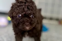 Vixie, a female Poodle - Toy  for sale in Sturgis, MI – Photo 6 of 10