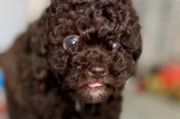 Vixie, a female Poodle - Toy  for sale in Sturgis, MI – Photo 1 of 10