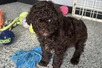 Vixie, a female Poodle - Toy  for sale in Sturgis, MI – Photo 5 of 10