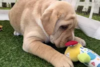 processed/cffb2c99-f6a1-498c-9cf5-d6e70a4b5ecb/listing/2df417f0-7524-4c67-b258-df8505480939/16c47113-ebad-4140-bbf0-7bad581289ed