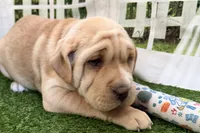 processed/cffb2c99-f6a1-498c-9cf5-d6e70a4b5ecb/listing/2df417f0-7524-4c67-b258-df8505480939/24915457-5fa8-421e-9cbb-39f31cf1d040