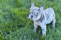 Jelly , a female Frenchton for sale in Sturgis, MI – 4 of 10