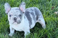 Jesse, a male Frenchton for sale in Sturgis, MI – 8 of 10