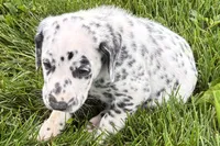 Leo, a male Dalmatian for sale in Sturgis, MI – 2 of 8