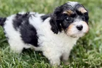 Frankie, a male Cavalier King Charles Spaniel and Poodle - Miniature  for sale in Sturgis, MI – 3 of 10