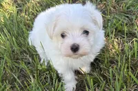 Oscar, a male Maltese for sale in Sturgis, MI – 2 of 7