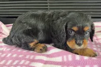 Maura, a female Cavalier King Charles Spaniel for sale in Sturgis, MI – 8 of 10