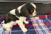 Mavey, a male Cavalier King Charles Spaniel for sale in Sturgis, MI – 5 of 10