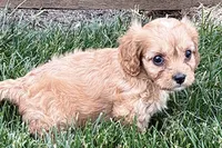 Falcon, a male Cavalier King Charles Spaniel and Poodle - Miniature  for sale in Sturgis, MI – 7 of 10