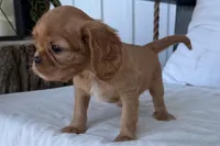 Sally, a female Cavalier King Charles Spaniel for sale in Sturgis, MI – 2 of 9