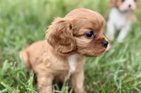 Ashur , a male Cavalier King Charles Spaniel for sale in Sturgis, MI – 2 of 8