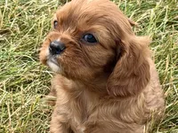 Ion, a male Cavalier King Charles Spaniel for sale in Sturgis, MI – 4 of 9
