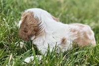 Hopper , a male Cavalier King Charles Spaniel for sale in Sturgis, MI – 7 of 10