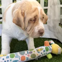 Gasper, a male Chinese Shar-Pei and Cocker Spaniel for sale in Sturgis, MI – Photo 3 of 6