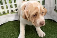 processed/cffb2c99-f6a1-498c-9cf5-d6e70a4b5ecb/listing/322f616e-475d-4242-863e-0dd59ba2be34/1fc717dd-910a-4af3-b4b7-1766a8cfc745