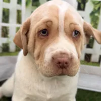 Gasper, a male Chinese Shar-Pei and Cocker Spaniel for sale in Sturgis, MI – Photo 2 of 6