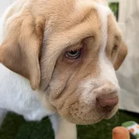Gasper, a male Chinese Shar-Pei and Cocker Spaniel for sale in Sturgis, MI – Photo 4 of 6