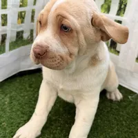 Gasper, a male Chinese Shar-Pei and Cocker Spaniel for sale in Sturgis, MI – Photo 5 of 6