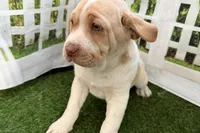 processed/cffb2c99-f6a1-498c-9cf5-d6e70a4b5ecb/listing/322f616e-475d-4242-863e-0dd59ba2be34/c4a790d3-227f-4b33-a4c8-90ad959cae02