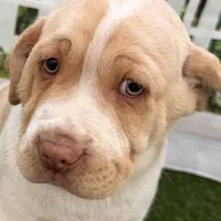 Gasper, a male Chinese Shar-Pei and Cocker Spaniel for sale in Sturgis, MI – Photo 1 of 6