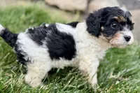 Frankie, a male Cavalier King Charles Spaniel and Poodle - Miniature  for sale in Sturgis, MI – 5 of 10