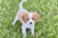 Remy, a male Cavalier King Charles Spaniel for sale in Sturgis, MI – 7 of 10
