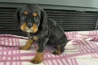 Maura, a female Cavalier King Charles Spaniel for sale in Sturgis, MI – 3 of 10