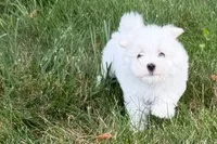 Oscar, a male Maltese for sale in Sturgis, MI – 7 of 10