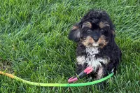 Nancy, a female Cavapoo for sale in Sturgis, MI – 6 of 7