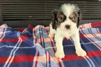 Mavey, a male Cavalier King Charles Spaniel for sale in Sturgis, MI – 4 of 10
