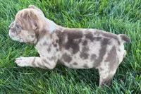 Jake, a male Frenchton for sale in Sturgis, MI – 7 of 10