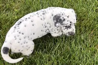 Larry, a male Dalmatian for sale in Sturgis, MI – 5 of 10