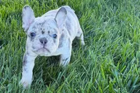 Jelly , a female Frenchton for sale in Sturgis, MI – 2 of 10