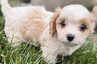 Finn, a male Cavalier King Charles Spaniel and Poodle - Miniature  for sale in Sturgis, MI – 7 of 10