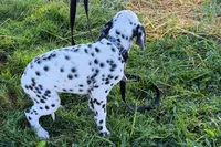 Lavida , a female Dalmatian for sale in Sturgis, MI – 10 of 10