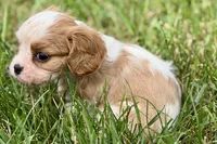 Ari , a female Cavalier King Charles Spaniel for sale in Sturgis, MI – 6 of 9