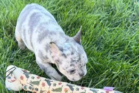 Jelly , a female Frenchton for sale in Sturgis, MI – 6 of 10