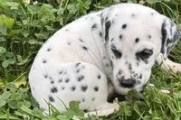 Lavida , a female Dalmatian for sale in Sturgis, MI – 4 of 10