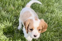 Remy, a male Cavalier King Charles Spaniel for sale in Sturgis, MI – 6 of 10