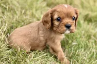 Ivan, a male Cavalier King Charles Spaniel for sale in Sturgis, MI – 8 of 10
