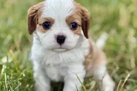 Hopper , a male Cavalier King Charles Spaniel for sale in Sturgis, MI – 2 of 10