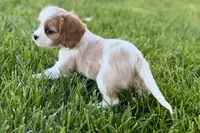 Rocky, a male Cavalier King Charles Spaniel for sale in Sturgis, MI – 10 of 10