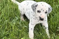 Lamar, a male Dalmatian for sale in Sturgis, MI – 2 of 10