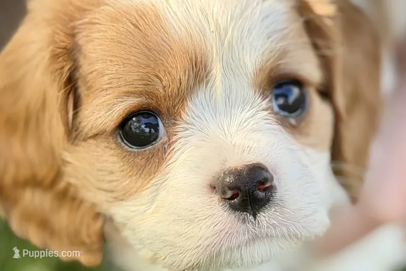 Ruby  – Cavalier King Charles Spaniel puppy for sale in Sturgis, MI