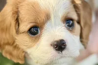 Ruby , a female Cavalier King Charles Spaniel for sale in Sturgis, MI – 1 of 7