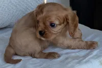 Sterling , a male Cavalier King Charles Spaniel for sale in Sturgis, MI – 4 of 10