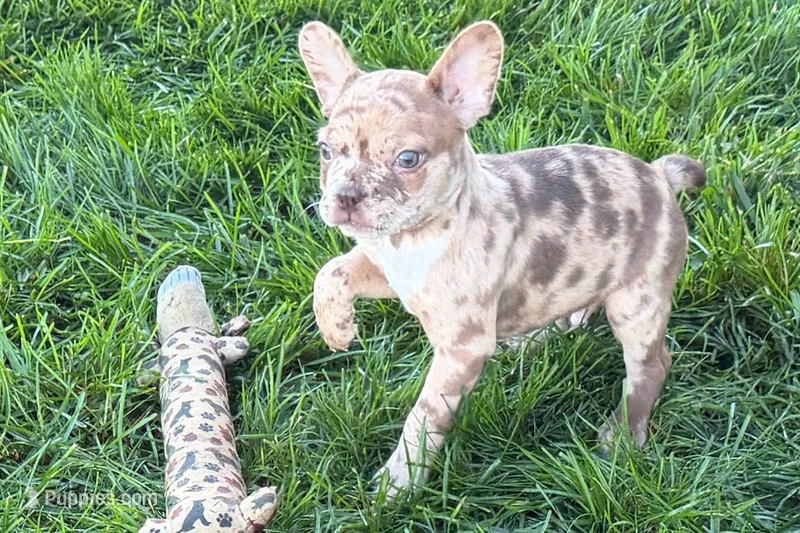 Jake – Frenchton puppy for sale in Sturgis, MI