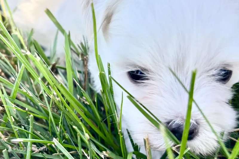 Oraon – Maltese puppy for sale in Sturgis, MI