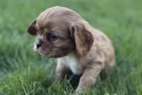 Mars, a male Cavalier King Charles Spaniel for sale in Sturgis, MI – Photo 3 of 8