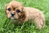Mars, a male Cavalier King Charles Spaniel for sale in Sturgis, MI – 5 of 10
